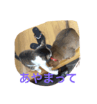 LOVE  CATS（個別スタンプ：6）