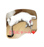 LOVE  CATS（個別スタンプ：7）