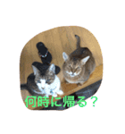 LOVE  CATS（個別スタンプ：8）