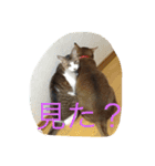 LOVE  CATS（個別スタンプ：9）