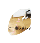 LOVE  CATS（個別スタンプ：10）