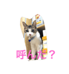 LOVE  CATS（個別スタンプ：11）