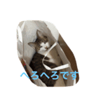 LOVE  CATS（個別スタンプ：12）