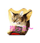LOVE  CATS（個別スタンプ：13）