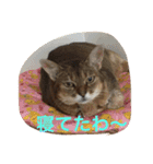 LOVE  CATS（個別スタンプ：15）