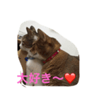 LOVE  CATS（個別スタンプ：16）