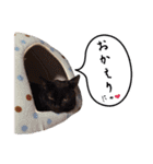 わんわん応援隊（個別スタンプ：13）