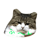 うち猫ゴモラ（個別スタンプ：1）