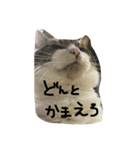 うち猫ゴモラ（個別スタンプ：2）
