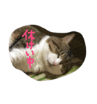 うち猫ゴモラ（個別スタンプ：3）