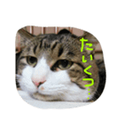 うち猫ゴモラ（個別スタンプ：4）