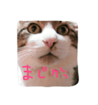 うち猫ゴモラ（個別スタンプ：5）