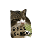 うち猫ゴモラ（個別スタンプ：6）