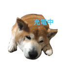 shibainu_mugi2（個別スタンプ：1）