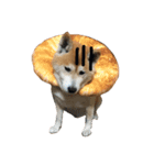 shibainu_mugi2（個別スタンプ：2）