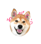 shibainu_mugi2（個別スタンプ：3）