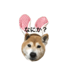 shibainu_mugi2（個別スタンプ：5）