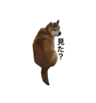 shibainu_mugi2（個別スタンプ：6）