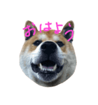 shibainu_mugi2（個別スタンプ：7）