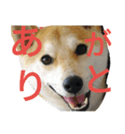 ふじむぎさん（個別スタンプ：6）