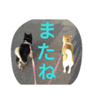 ふじむぎさん（個別スタンプ：7）