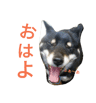 ふじむぎさん（個別スタンプ：8）