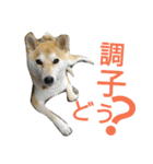 ふじむぎさん（個別スタンプ：13）