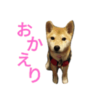 ふじむぎさん（個別スタンプ：15）