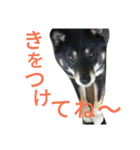 ふじむぎさん（個別スタンプ：16）