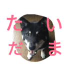 ふじむぎさん（個別スタンプ：17）
