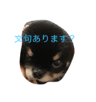 メロメロめろん（個別スタンプ：6）