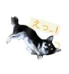 チワワのまろくん（個別スタンプ：11）