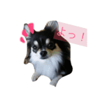 チワワのまろくん（個別スタンプ：14）