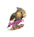 haP life（個別スタンプ：1）
