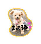 かわいいここちゃん（個別スタンプ：1）