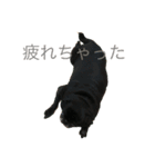 黒パグ 白パグ ちゃん（個別スタンプ：13）