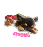 自由犬（個別スタンプ：1）