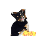 自由犬（個別スタンプ：2）
