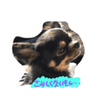 自由犬（個別スタンプ：3）