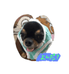 自由犬（個別スタンプ：4）