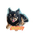 自由犬（個別スタンプ：5）
