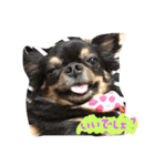 自由犬（個別スタンプ：6）
