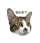 顔芸猫とらぢ（個別スタンプ：1）