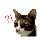 顔芸猫とらぢ（個別スタンプ：6）