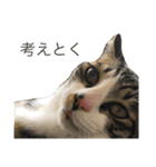 顔芸猫とらぢ（個別スタンプ：8）
