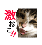 顔芸猫とらぢ（個別スタンプ：14）