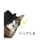 顔芸猫とらぢ（個別スタンプ：15）