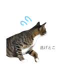 顔芸猫とらぢ（個別スタンプ：16）