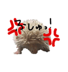 FIG＆JIROMARU（個別スタンプ：3）