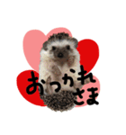 FIG＆JIROMARU（個別スタンプ：6）